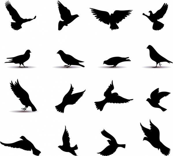 600x540 Pigeons Free Vector In Adobe Illustrator