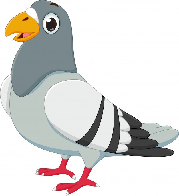 626x688 Rock Pigeon Vectors, Photos And Free Download