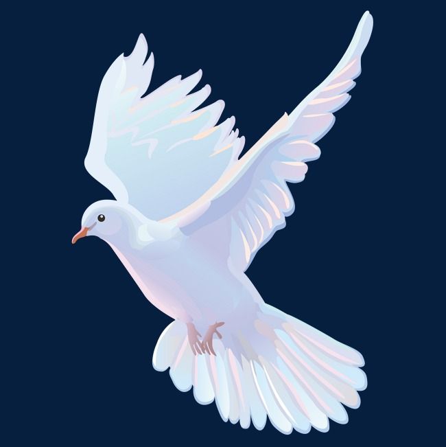 650x651 Download Free Png A White Dove Vector Material, White, Pigeon