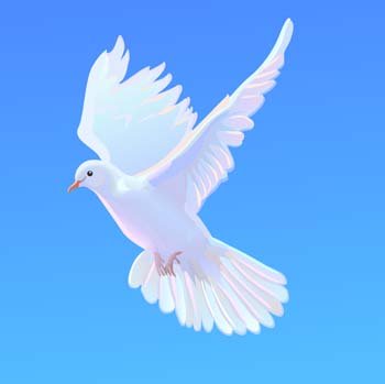 350x349 Free Pigeon Vector Files, Vectors Graphics