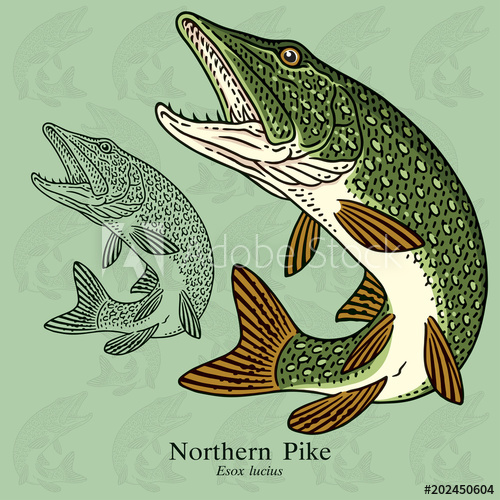 500x500 Northern Pike Vector Illustration With Refined Details