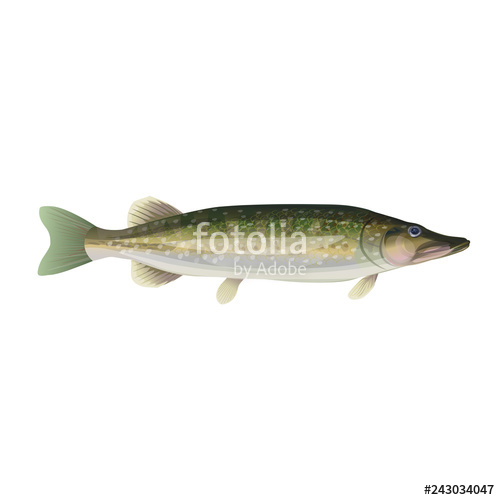 500x500 Northern Pike Vector Stock Image And Royalty Free Vector