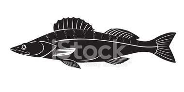 380x190 Pike Perch Vector Stock Vectors