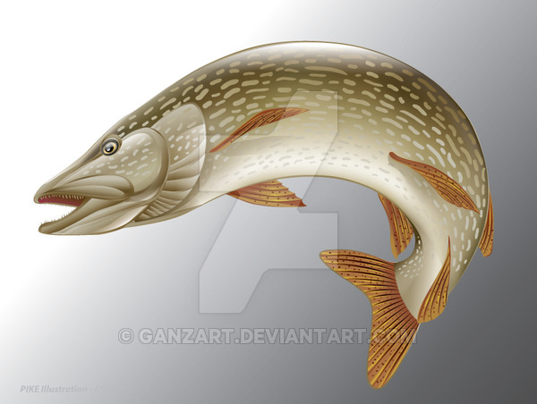 600x452 Pike Vector Illustration
