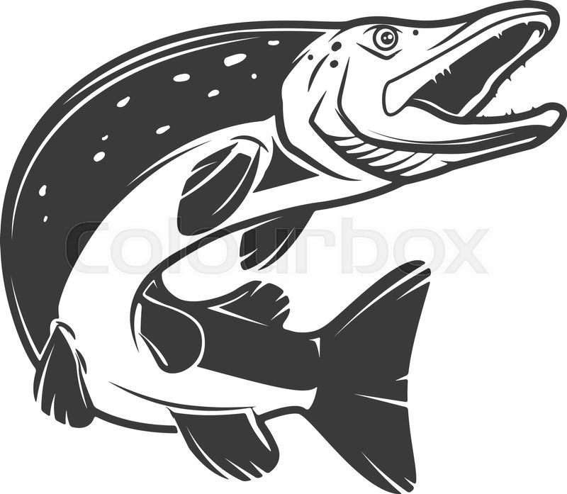800x697 Pike Fish Icon Isolated On White Stock Vector Colourbox