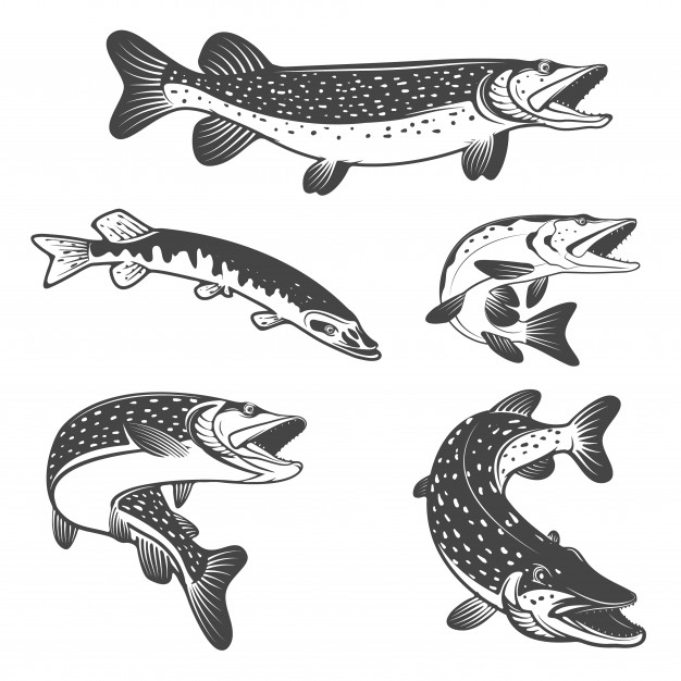 626x626 Pike Fish Icons Design Elements For Fishing Club Or Team Vector