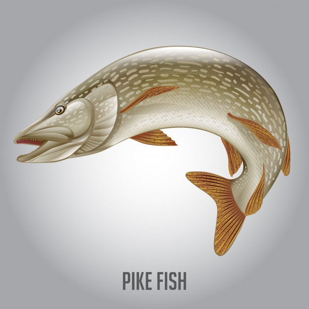 626x626 Pike Fish Vector Illustration Vector Premium Download