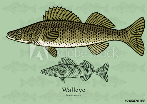 500x354 Walleye, Yellow Pike Vector Illustration With Refined Details