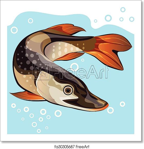 561x581 Free Art Print Of Fish, Big Pike, Vector Illustration Freshwater