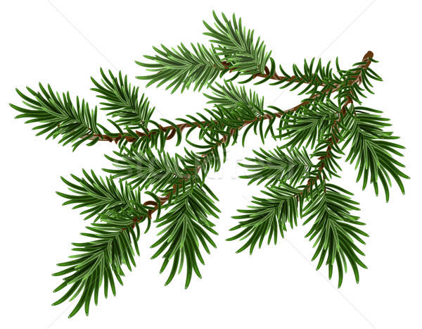 Fur Tree Branch Green Fluffy Pine Branch Vector Illustration 600x467 Fur Tree Branch Green Fluffy Pine Branch Vector Illustration