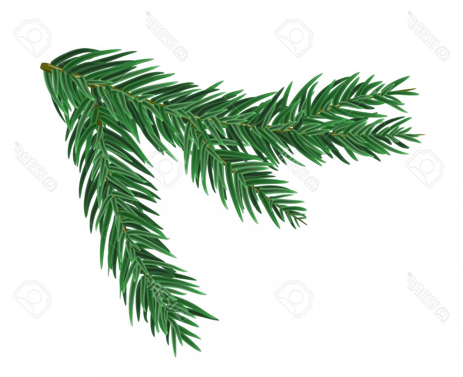 Photostock Vector Green Lush Spruce Or Pine Branch Vector 1560x1272 Photostock Vector Green Lush Spruce Or Pine Branch Vector