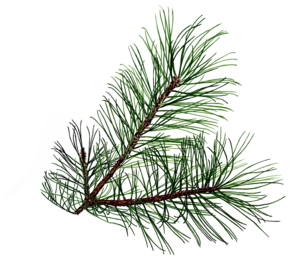 Pine Branch Free Images 300x272 Pine Branch Free Images