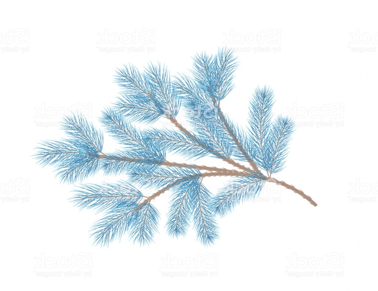 Blue Pine Branch Fir Tree Branch Vector Gm Wallkeeper 1228x945 Blue Pine Branch Fir Tree Branch Vector Gm Wallkeeper