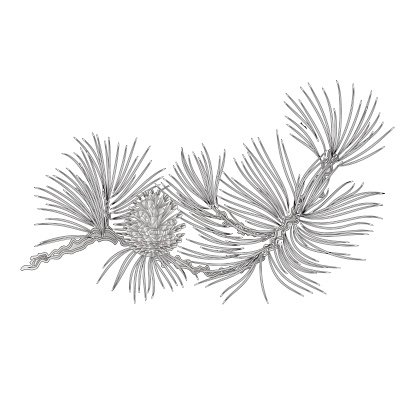 Pine Branch With Cones As Vintage Engraving Vector Premium Clipart 416x416 Pine Branch With Cones As Vintage Engraving Vector Premium Clipart
