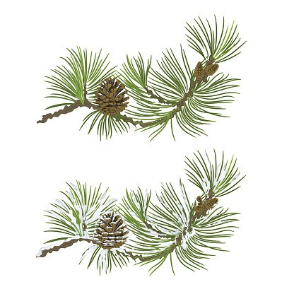 Pine Branch With Pine Cone Vector Stock Vectors 416x416 Pine Branch With Pine Cone Vector Stock Vectors