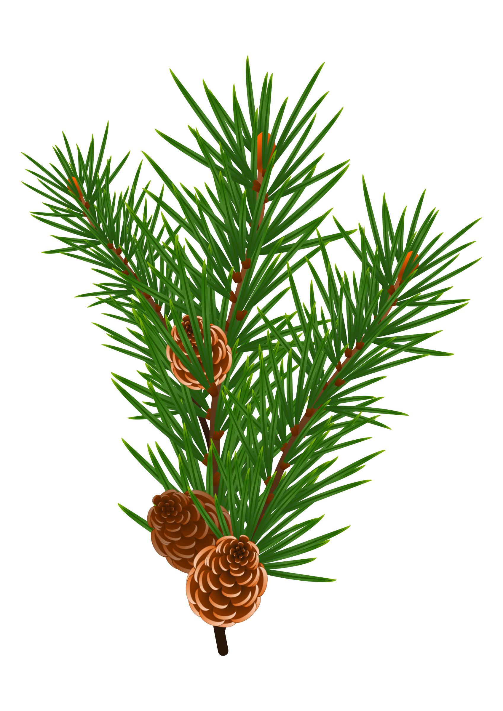 Pine Branch With Pine Cones Vector Clipart Image 1697x2400 Pine Branch With Pine Cones Vector Clipart Image