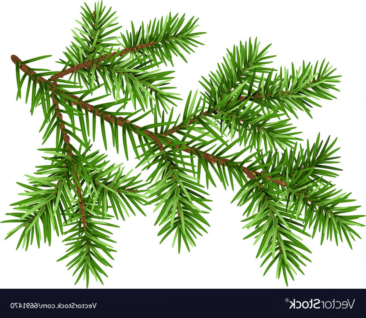 Pine Tree Branch Vector Wallkeeper 1200x1042 Pine Tree Branch Vector Wallkeeper