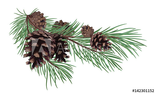 Pine Branch With Cones 500x300 Pine Branch With Cones