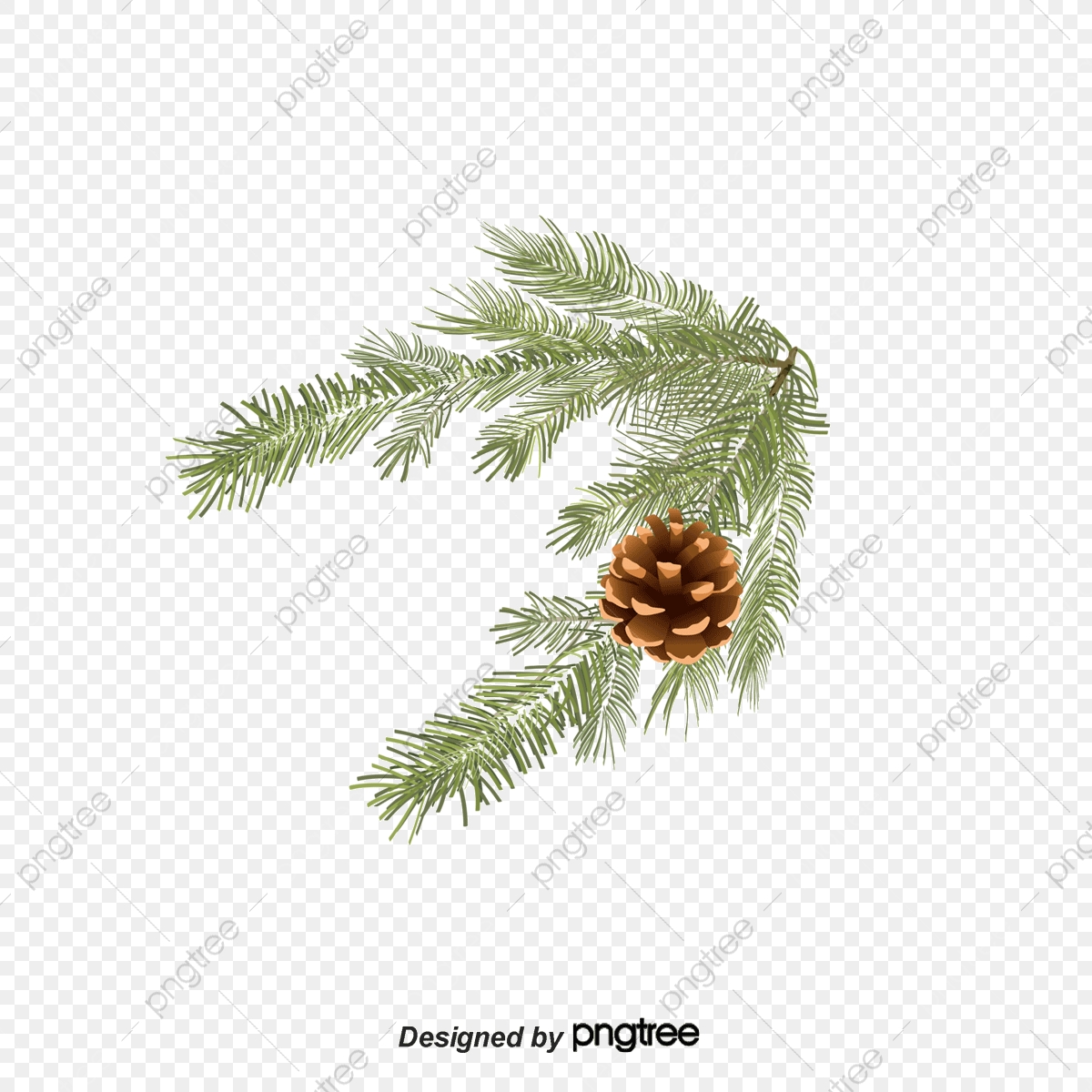 Realistic Vector Graphics Pine Branches And Cones, Branches, Loose 1200x1200 Realistic Vector Graphics Pine Branches And Cones, Branches, Loose