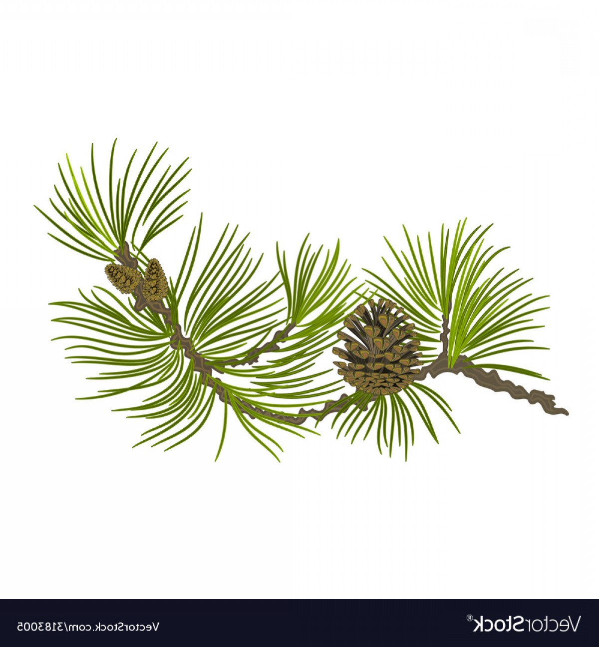 Branch Of Christmas Tree Pine Branch Vector Soidergi 1200x1296 Branch Of Christmas Tree Pine Branch Vector Soidergi
