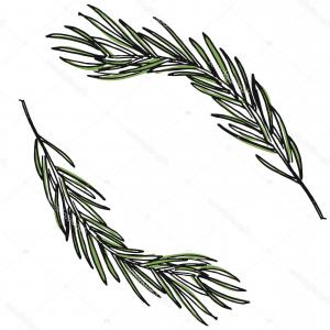 Stock Illustration Botanical Illustration With Pine Branches 300x300 Stock Illustration Botanical Illustration With Pine Branches