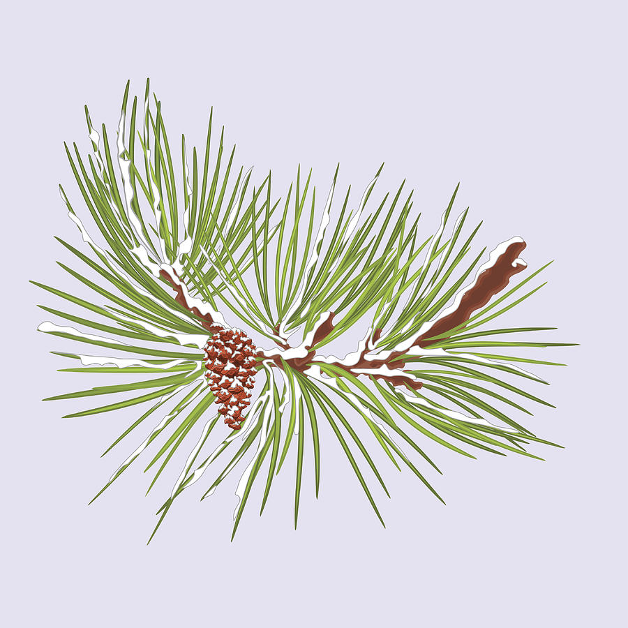 Winter Pine Branch With Snow And Pine Cone Christmas Theme 900x900 Winter Pine Branch With Snow And Pine Cone Christmas Theme