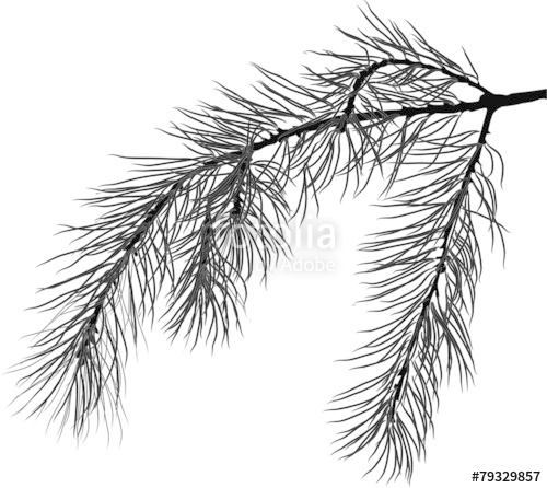 Black Pine Tree Branch Isolated Illustration Stock Image 500x446 Black Pine Tree Branch Isolated Illustration Stock Image
