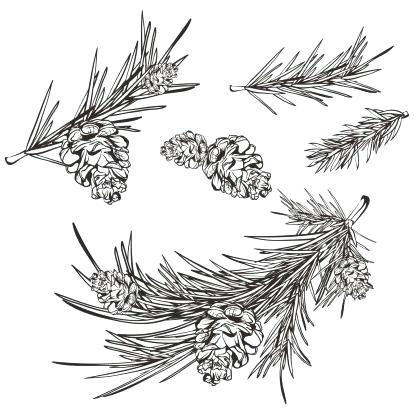 Pine Drawing 414x414 Pine Drawing