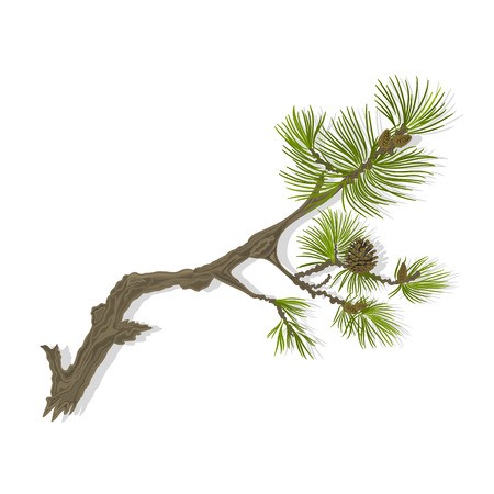 Branch Of Christmas Tree Mountain Pine Branch Whit Pinecones 450x450 Branch Of Christmas Tree Mountain Pine Branch Whit Pinecones