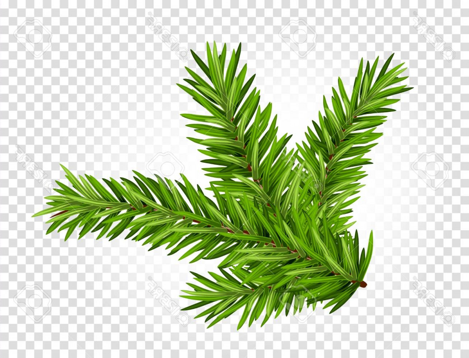 Coniferous Tree Branch Vector Art Studiogrfx 1560x1190 Coniferous Tree Branch Vector Art Studiogrfx