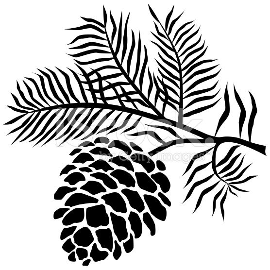 Pine Cone Vector