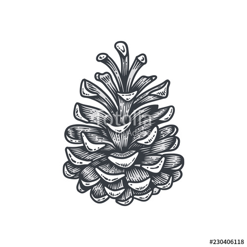 Hand Drawn Pine Cone, Engraved Vector Illustration Isolated 500x500 Hand Drawn Pine Cone, Engraved Vector Illustration Isolated
