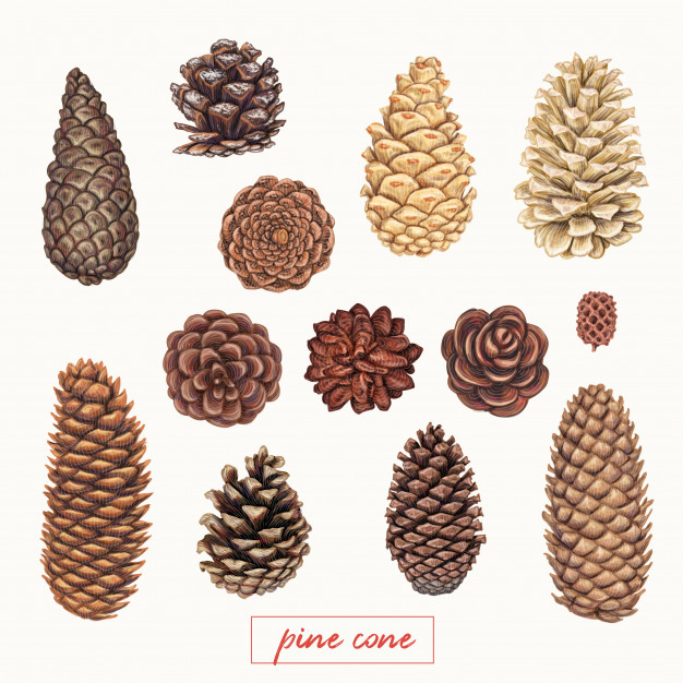 Pine Cone Vector At Collection Of Pine Cone Vector Free For Personal Use 