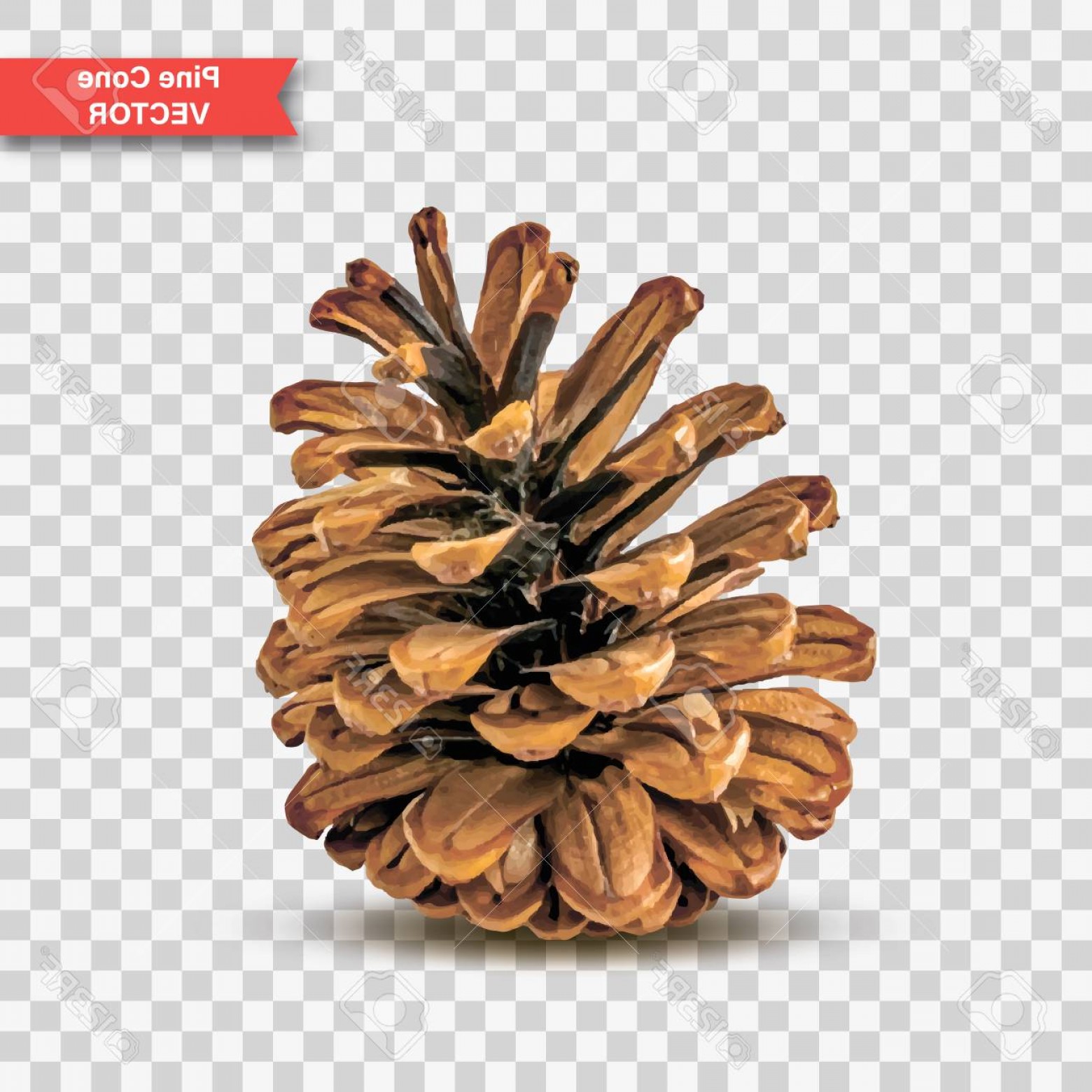 Photostock Vector Single Detailed Pine Cone Isolated 1560x1560 Photostock Vector Single Detailed Pine Cone Isolated