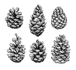 Pine Cone Vector Photos, Royalty Free Images, Graphics, Vectors 262x240 Pine Cone Vector Photos, Royalty Free Images, Graphics, Vectors