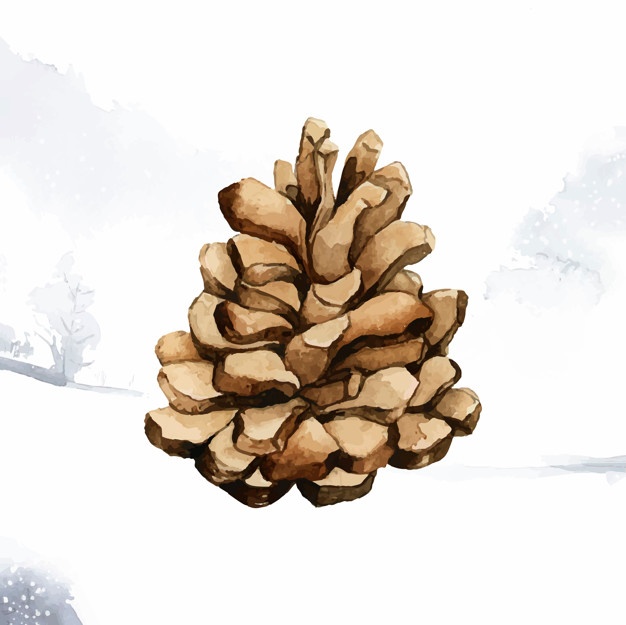 Pine Cone Vectors, Photos And Free Download 626x625 Pine Cone Vectors, Photos And Free Download