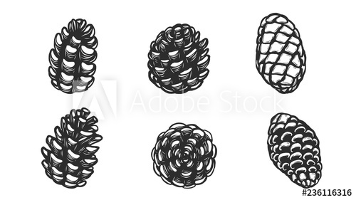 Set Of Pine Cones Silhouette On White Background Black Leaf Vector 500x281 Set Of Pine Cones Silhouette On White Background Black Leaf Vector