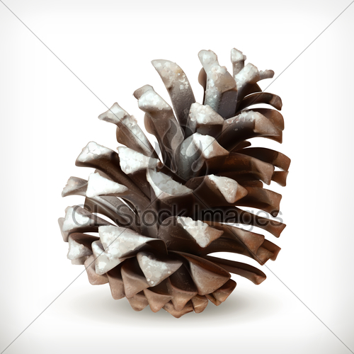 Winter, Pine Cone Vector Icon Gl Stock Images 500x500 Winter, Pine Cone Vector Icon Gl Stock Images