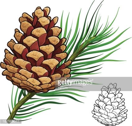 Pine Cone Vector My Card In Simple 425x404 Pine Cone Vector My Card In Simple