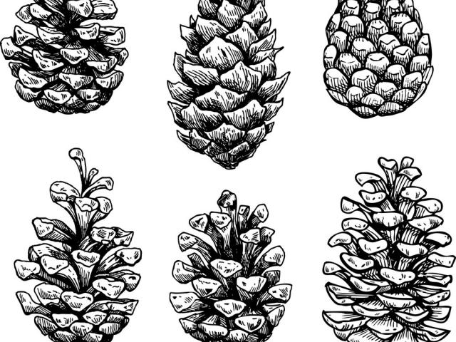 Free Drawn Pine Cone, Download Free Clip Art 640x480 Free Drawn Pine Cone, Download Free Clip Art