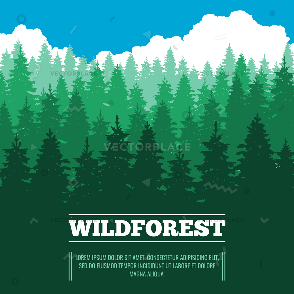 1000x1000 Wild Landscape Fir Trees Coniferous Forest Vector Illustration