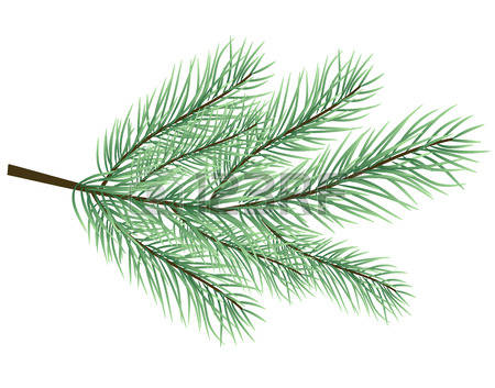 Fir Needle Clipart Free Cliparts Download Images 450x353 Fir Needle Clipart Free Cliparts Download Images