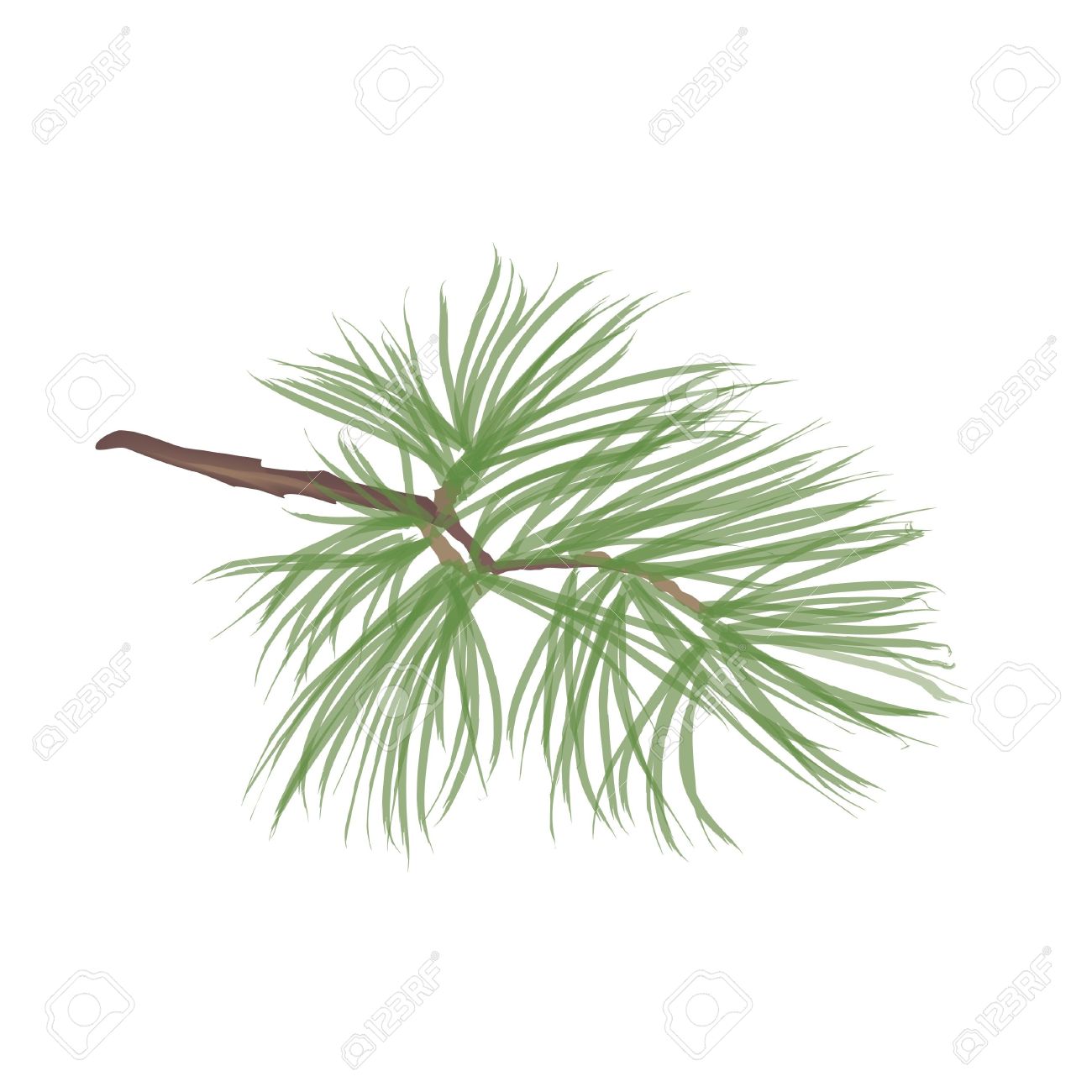 Fir Needles Clipart Free Cliparts Download Images 1300x1300 Fir Needles Clipart Free Cliparts Download Images