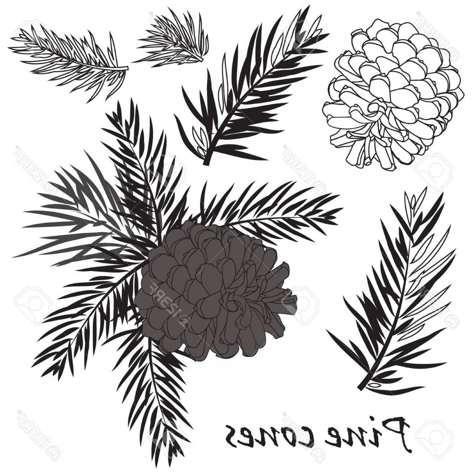 Photostock Vector Fir Tree Branches With Pine Cone Black 1560x1560 Photostock Vector Fir Tree Branches With Pine Cone Black