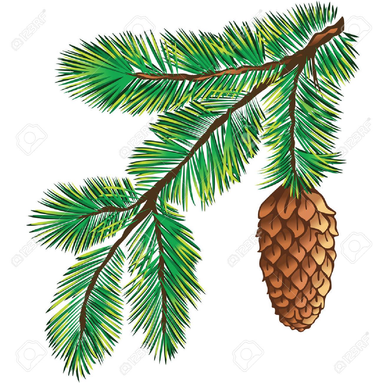 Pine Branch Stock Vector Illustration And Royalty Free Pine Branch 1300x1300 Pine Branch Stock Vector Illustration And Royalty Free Pine Branch