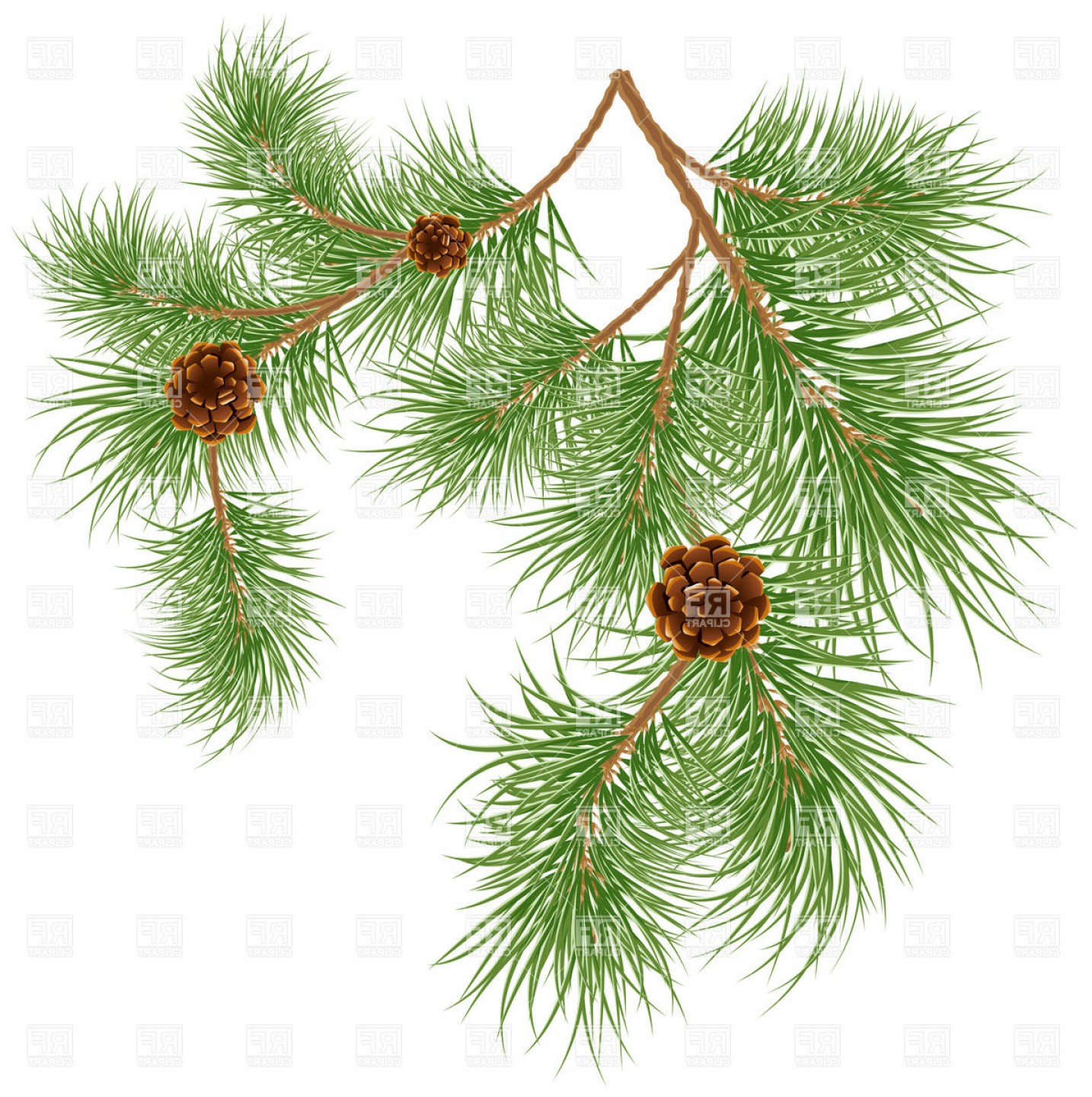 Pine Cones Strobiles And Pine Needles Vector Clipart Soidergi 1434x1440 Pine Cones Strobiles And Pine Needles Vector Clipart Soidergi