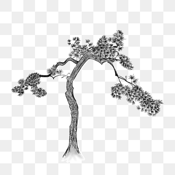 Pine Needle Png, Vector, And Clipart With Transparent 360x360 Pine Needle Png, Vector, And Clipart With Transparent