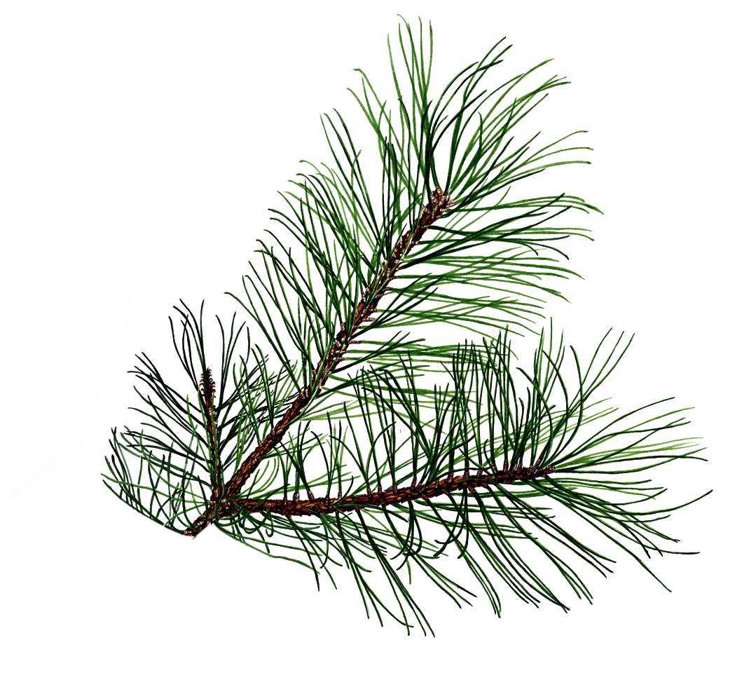 Pine Leaf Vector Images 1069x970 Pine Leaf Vector Images