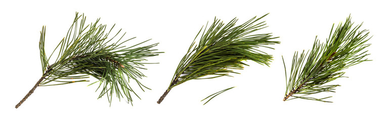 Pine Needle Photos, Royalty Free Images, Graphics, Vectors 767x240 Pine Needle Photos, Royalty Free Images, Graphics, Vectors