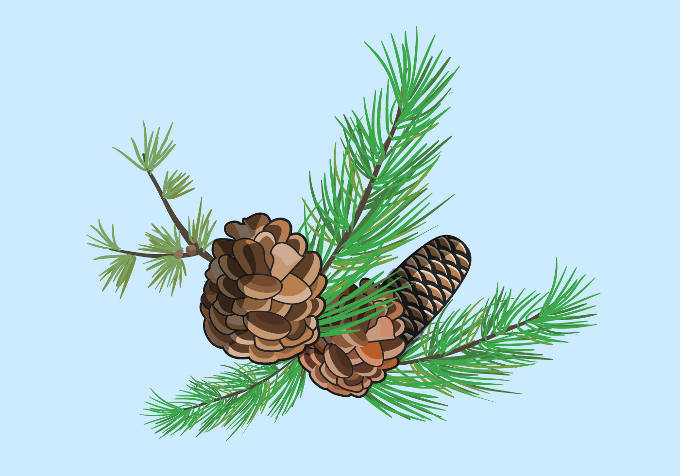 Pine Needles Vector at Collection of Pine Needles